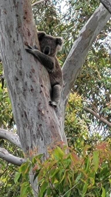 Tranquil Escape - Koala Hotspot - 2 Bed 2 Bath Apt Spectacular Sea Views 士兵点 外观 照片