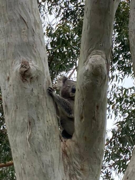 Tranquil Escape - Koala Hotspot - 2 Bed 2 Bath Apt Spectacular Sea Views 士兵点 外观 照片